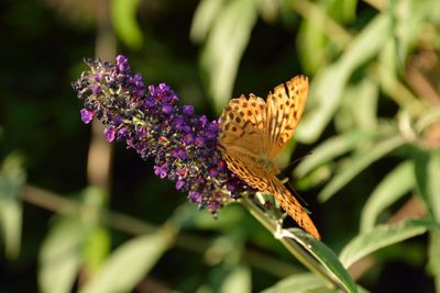 Close-up of butterfly pollinating on purple flower