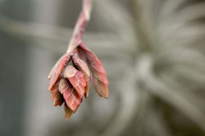 Close-up of wilted flower