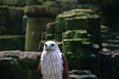Bald eagle alone and staring fierce