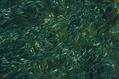 Full frame shot of fish swimming in sea