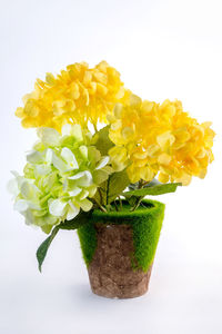 Close-up of yellow flowering plant in vase against white background