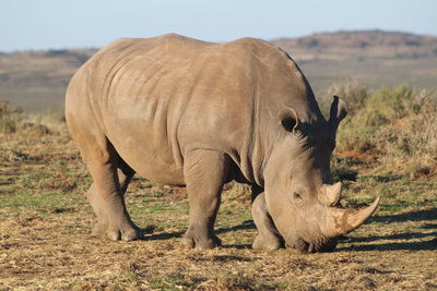 Side view of rhinoceros grazing on field