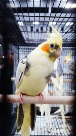 Close-up of parrot perching in cage