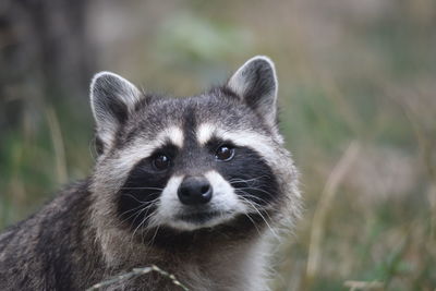 Close-up portrait of raccoon on field