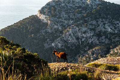 Goat standing on rock with mountain in the background