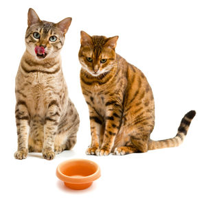 Portrait of a cat sitting on white background