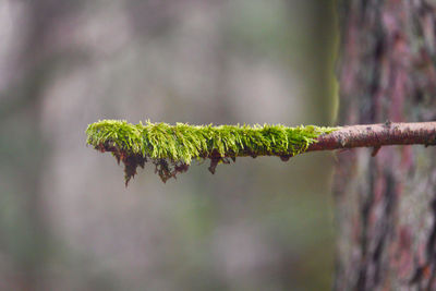 Close-up of plant growing on tree trunk