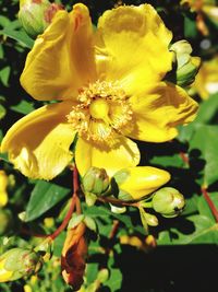 Close-up of yellow flowers blooming outdoors