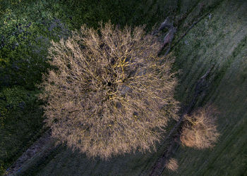 High angle view of succulent plant on field