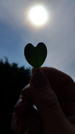 Close-up of hand holding plant against sky