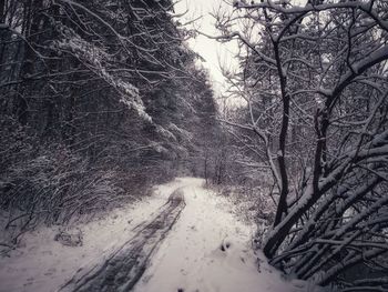 Bare trees on snow covered landscape