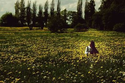 Trees on grassy field