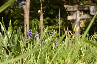 Close-up of purple flowers blooming in field