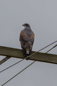 Low angle view of bird perching on cable against sky