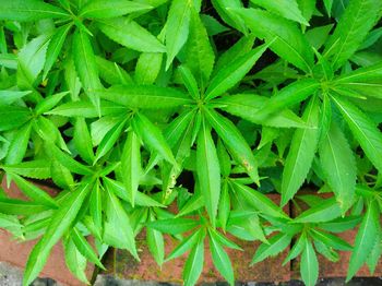 High angle view of plant growing on field