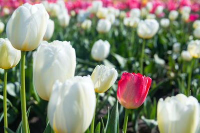 Close-up of tulips blooming outdoors