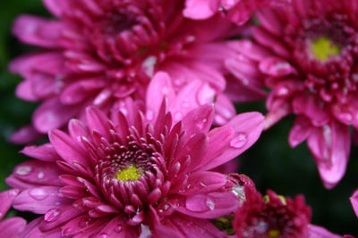 Macro shot of water drops on pink flower