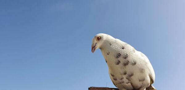 Low angle view of pigeon perching on roof against sky