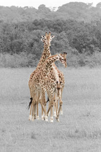 Giraffe standing on field