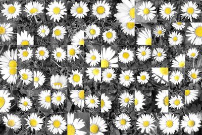 Close-up of daisy flowers