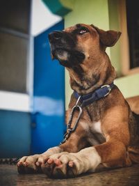 Dog looking away while sitting at home