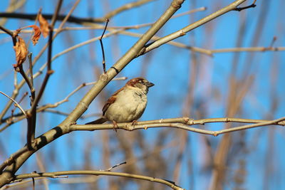 Low angle view of bird perching on branch