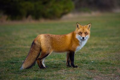 Fox on field