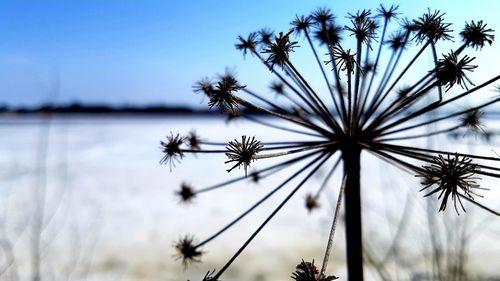 Close-up of flowering plant against sky