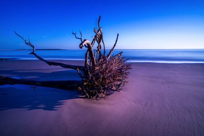 Driftwood on beach against blue sky