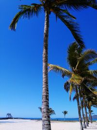 Low angle view of palm tree against clear blue sky