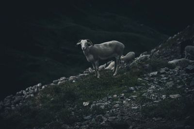 Sheep standing on mountain