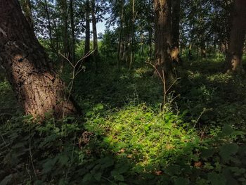 Plants and trees in forest