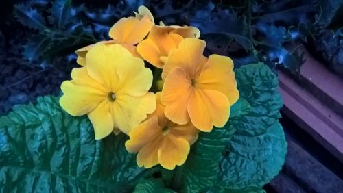 Close-up of yellow flower