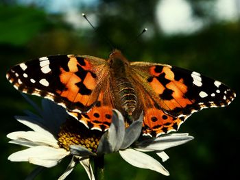 Close-up of butterfly perching on plant