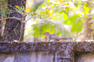 Squirrel siting on a retaining wall