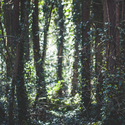 Trees in forest