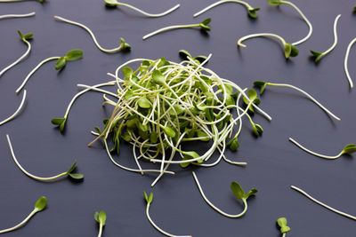 High angle view of vegetables on table