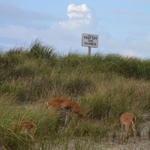 Deer grazing and information sign at beach