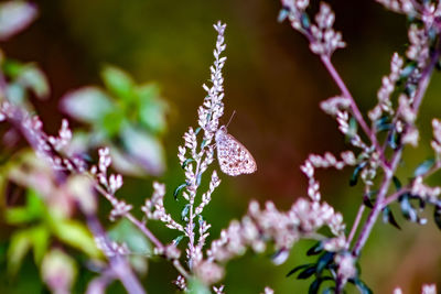 Close-up of frozen flowering plants during winter