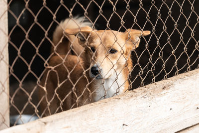 Dog looking through chainlink fence at zoo