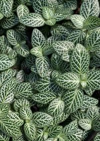 Full frame shot of plants