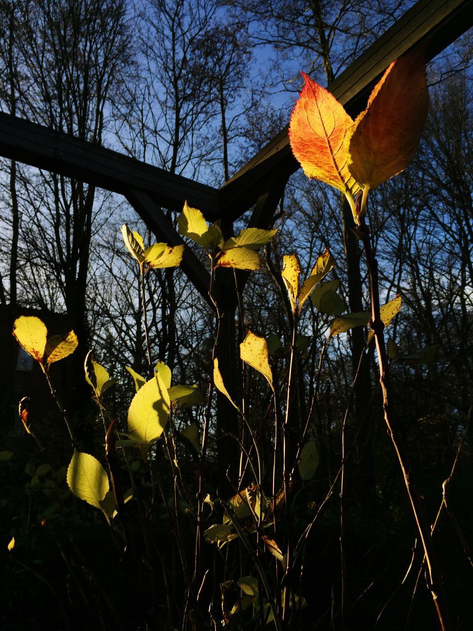 yellow, branch, growth, tree, nature, flower, leaf, beauty in nature, plant, close-up, fragility, no people, tranquility, outdoors, twig, autumn, day, freshness, water, stem