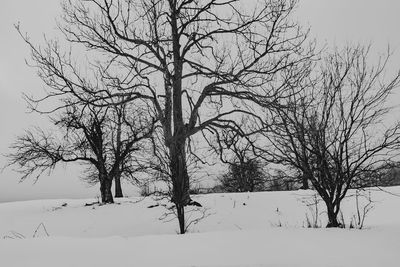 Bare tree on snow field during winter