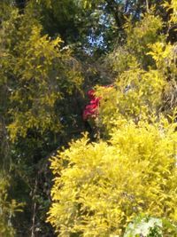 Woman walking on yellow flowering trees