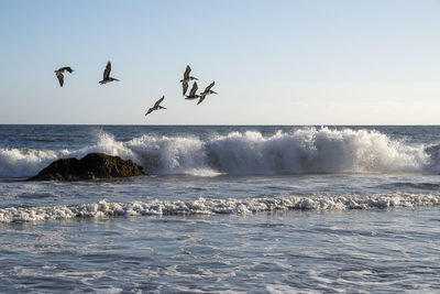 Birds flying over sea against sky