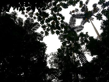 Low angle view of trees against sky at night