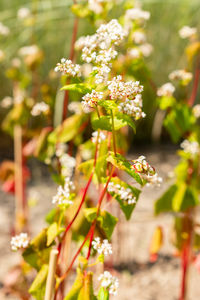 plant