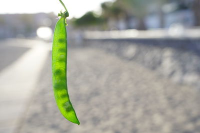 Close-up of insect on leaf