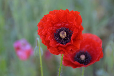 Close-up of red flower