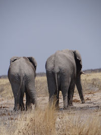 Two elephant standing on field against sky of namibia 